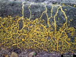 Attēlu rezultāti vaicājumam “Physaraceae”