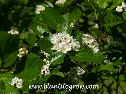 Attēlu rezultāti vaicājumam “Crataegus persimilis leaf”