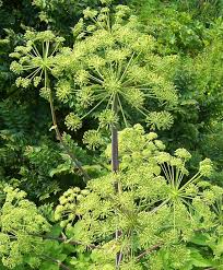 Attēlu rezultāti vaicājumam “Angelica archangelica leaf”