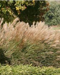 Image result for Arboretum Bowling Club