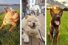 Image result for Banbury Bulldogs