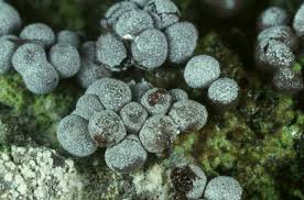 Attēlu rezultāti vaicājumam “Badhamia macrocarpa”