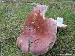 Attēlu rezultāti vaicājumam “Russula vesca”