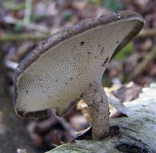 Attēlu rezultāti vaicājumam “Polyporus brumalis”