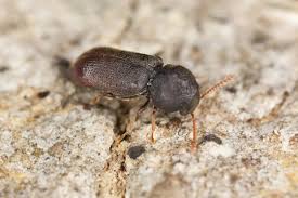 Attēlu rezultāti vaicājumam “Anobiidae”