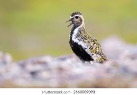 Attēlu rezultāti vaicājumam “Pluvialis apricaria”