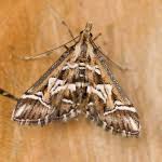 Attēlu rezultāti vaicājumam “Diasemia reticularis”