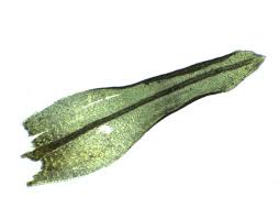 Attēlu rezultāti vaicājumam “Orthotrichum pumilum”