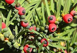 Attēlu rezultāti vaicājumam “Taxus baccata fruit”