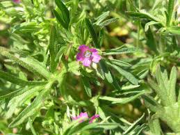 Attēlu rezultāti vaicājumam “Geranium dissectum leaf”