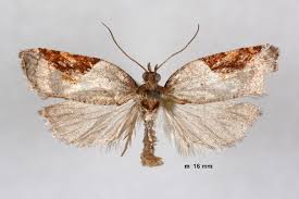 Attēlu rezultāti vaicājumam “Acleris laterana”