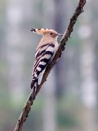 Attēlu rezultāti vaicājumam “Upupa epops”