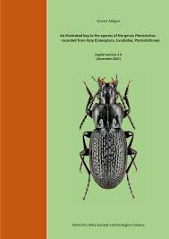 Attēlu rezultāti vaicājumam “Pterostichus aterrimus”