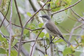 Attēlu rezultāti vaicājumam “Sylvia curruca adult”