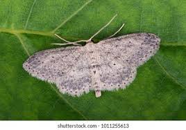 Attēlu rezultāti vaicājumam “Idaea seriata”