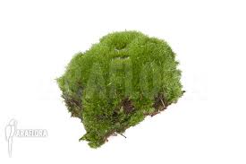 Attēlu rezultāti vaicājumam “Leucobryum glaucum”