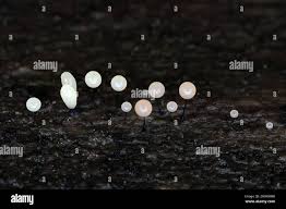 Attēlu rezultāti vaicājumam “Comatricha nigra spores”