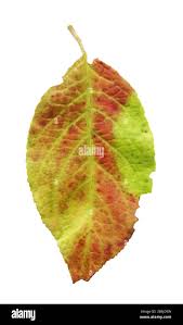 Attēlu rezultāti vaicājumam “Prunus domestica subsp. domestica leaf”