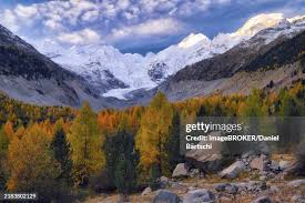 Attēlu rezultāti vaicājumam “Larix sibirica”