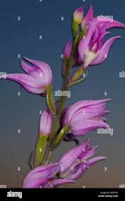 Attēlu rezultāti vaicājumam “Cephalanthera rubra bud”