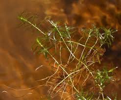 Attēlu rezultāti vaicājumam “Callitriche hermaphroditica”