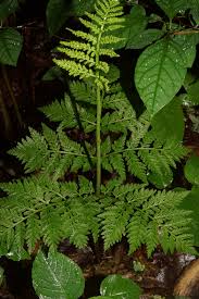 Attēlu rezultāti vaicājumam “Botrychium virginianum”