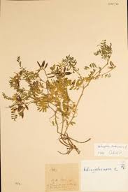 Attēlu rezultāti vaicājumam “Astragalus arenarius”