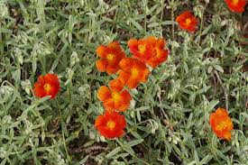 Attēlu rezultāti vaicājumam “Helianthemum nummularium leaf”