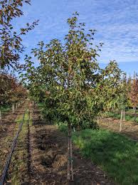 Attēlu rezultāti vaicājumam “Malus”