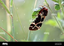 Attēlu rezultāti vaicājumam “Arctia caja imago”