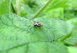 Attēlu rezultāti vaicājumam “Urophora cardui”