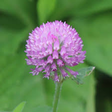 Attēlu rezultāti vaicājumam “Trifolium pratense flower”