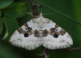 Attēlu rezultāti vaicājumam “Xanthorhoe montanata”