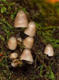 Attēlu rezultāti vaicājumam “Mycena stipata”