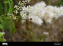 Attēlu rezultāti vaicājumam “Sorbaria sorbifolia flower”
