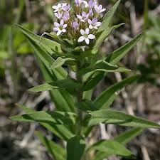 Image result for Alonsoa linearis