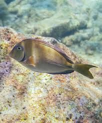 Image result for Acanthurus chirurgus