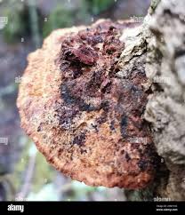 Attēlu rezultāti vaicājumam “Inonotus rheades”