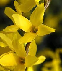 Attēlu rezultāti vaicājumam “Forsythia intermedia flower”