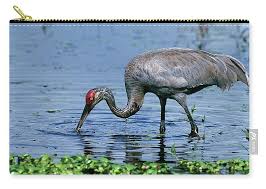 Image result for Grus canadensis