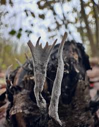 Attēlu rezultāti vaicājumam “Xylaria”