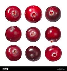 Attēlu rezultāti vaicājumam “Oxycoccus fruit”