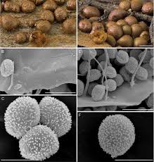 Attēlu rezultāti vaicājumam “Dianema depressum macro”