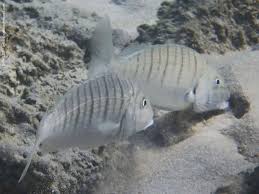 Image result for Lithognathus mormyrus