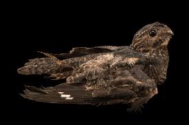 Image result for Chordeiles minor