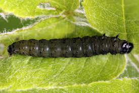 Attēlu rezultāti vaicājumam “Hedya nubiferana”