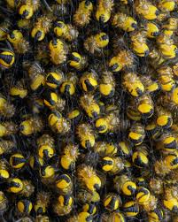Attēlu rezultāti vaicājumam “Araneus diadematus juvenile”