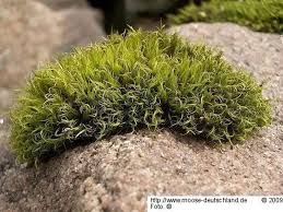 Attēlu rezultāti vaicājumam “Dicranum undulatum”