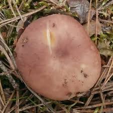 Attēlu rezultāti vaicājumam “Russula vesca”