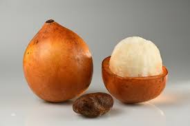 Attēlu rezultāti vaicājumam “Betula humilis fruit”